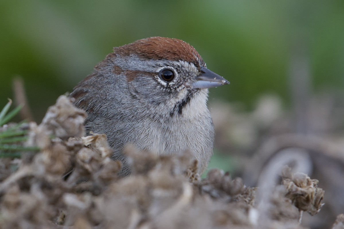 Rufous-crowned Sparrow - ML529525441