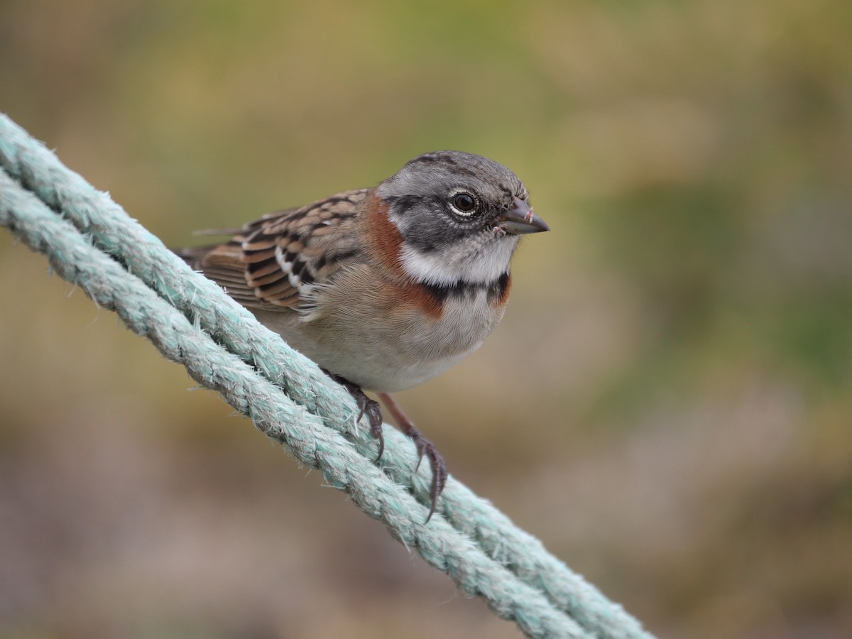 Rufous-collared Sparrow (Patagonian) - ML529526511