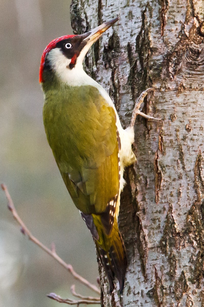 Eurasian Green Woodpecker - Matthew Gasperoni