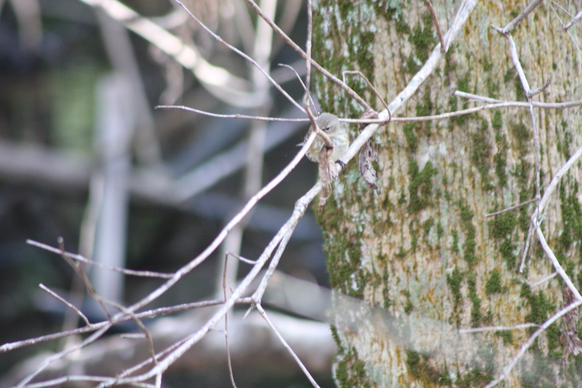 Yellow-rumped Warbler (Myrtle) - ML529529201