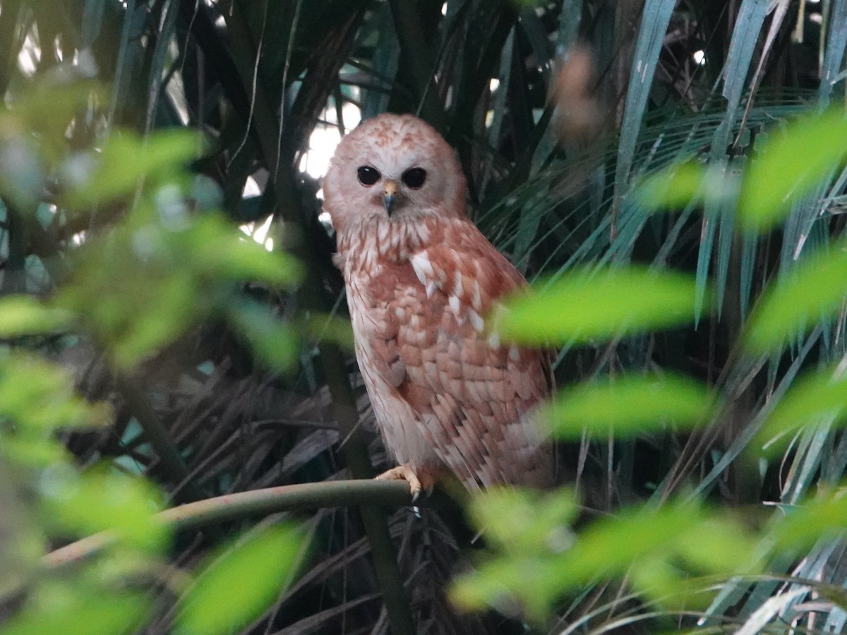 Rufous Fishing-Owl - Barry Reed