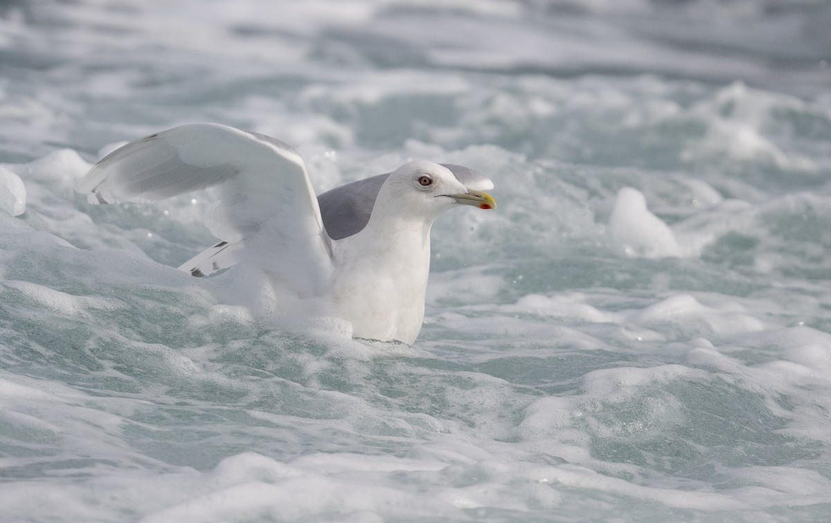 Iceland Gull (kumlieni) - Sean Sime
