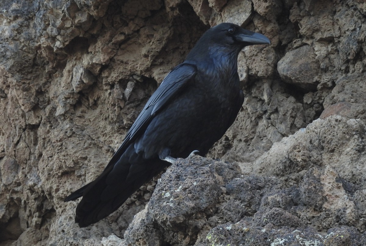 Common Raven - ML529537401