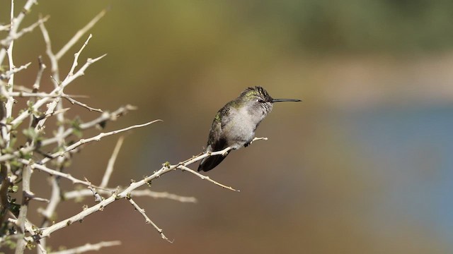 Costa's Hummingbird - ML529538891
