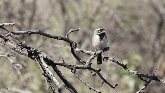 Black-throated Sparrow - ML529539001