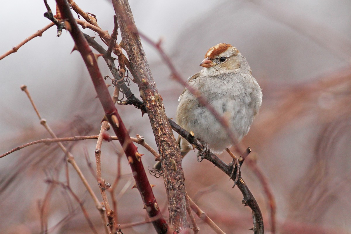 White-crowned Sparrow - Evan Lipton
