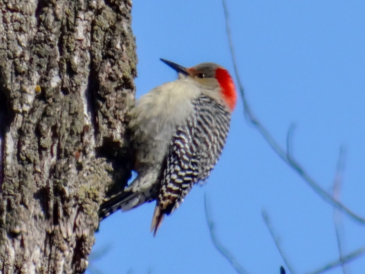 Red-bellied Woodpecker - ML529546421