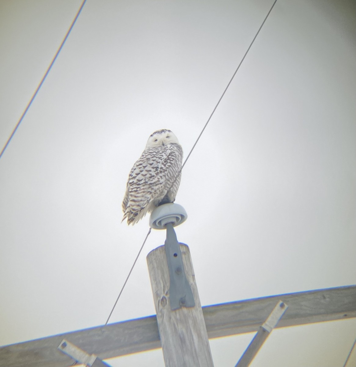 Snowy Owl - ML529548331