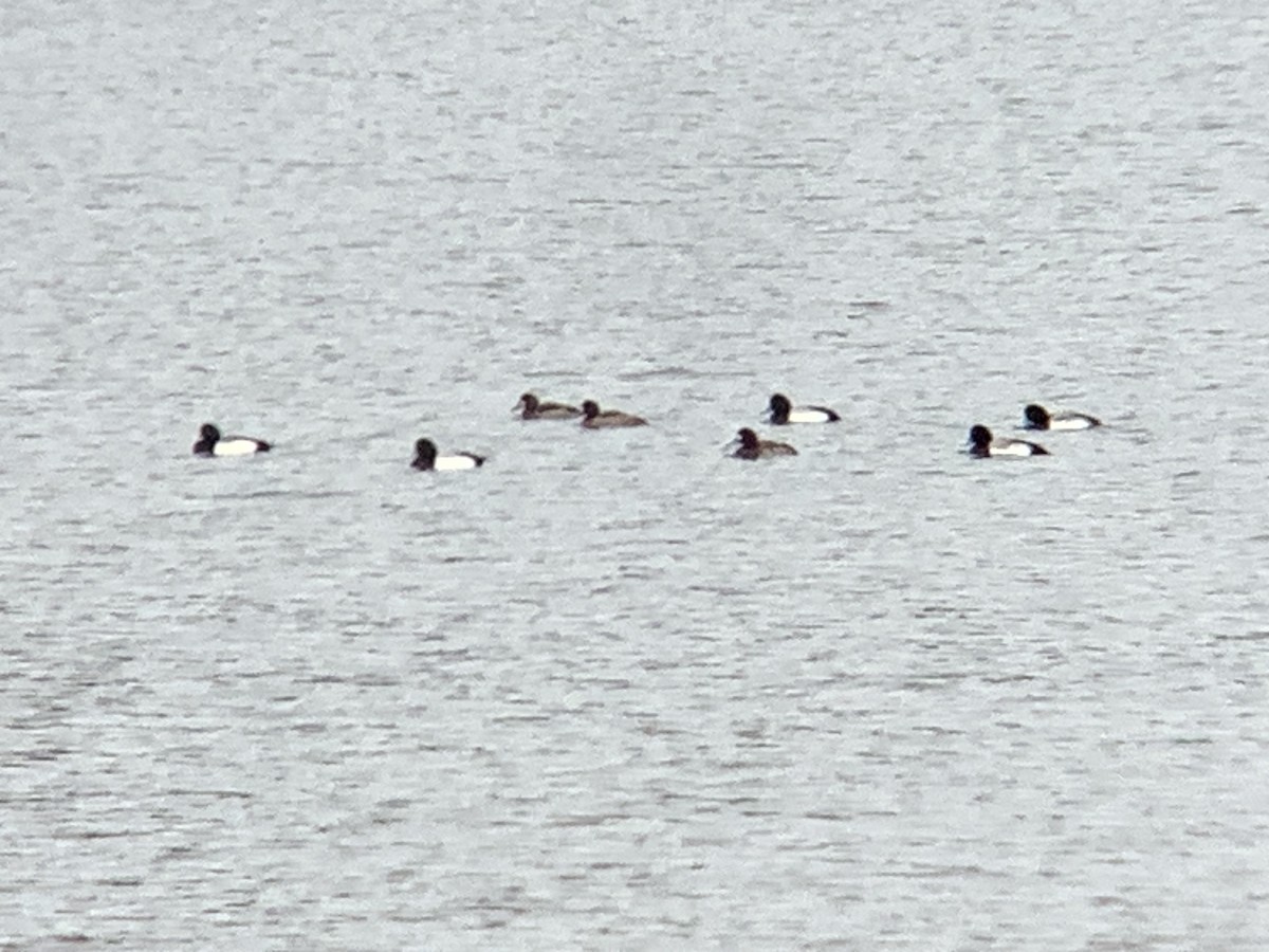 Greater/Lesser Scaup - ML529549931