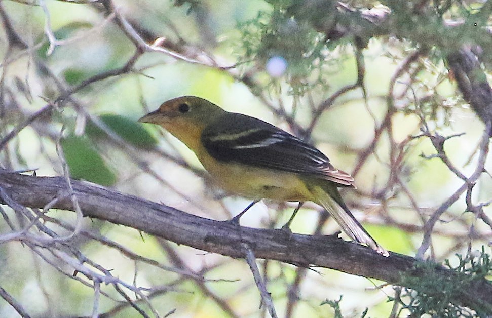 Western Tanager - ML529551381