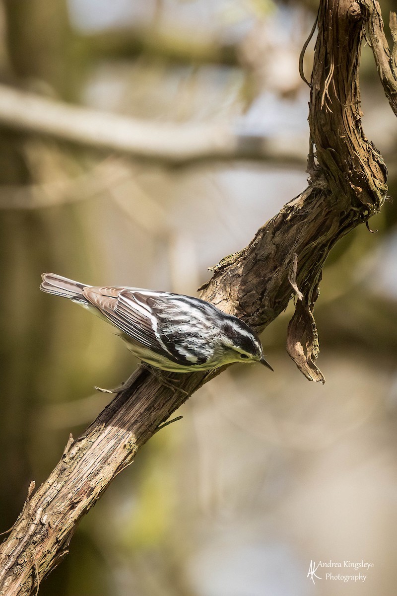Black-and-white Warbler - ML529552291