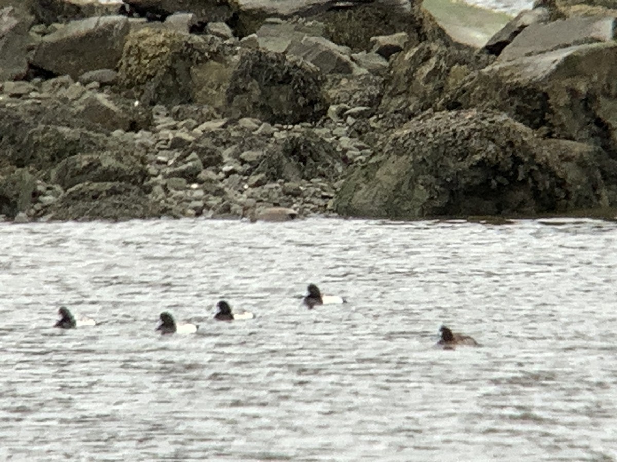 Greater/Lesser Scaup - ML529553161