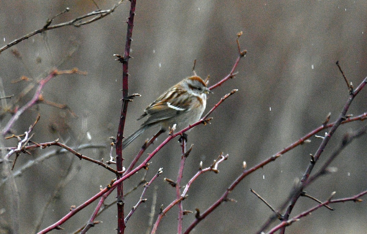 American Tree Sparrow - ML529556431