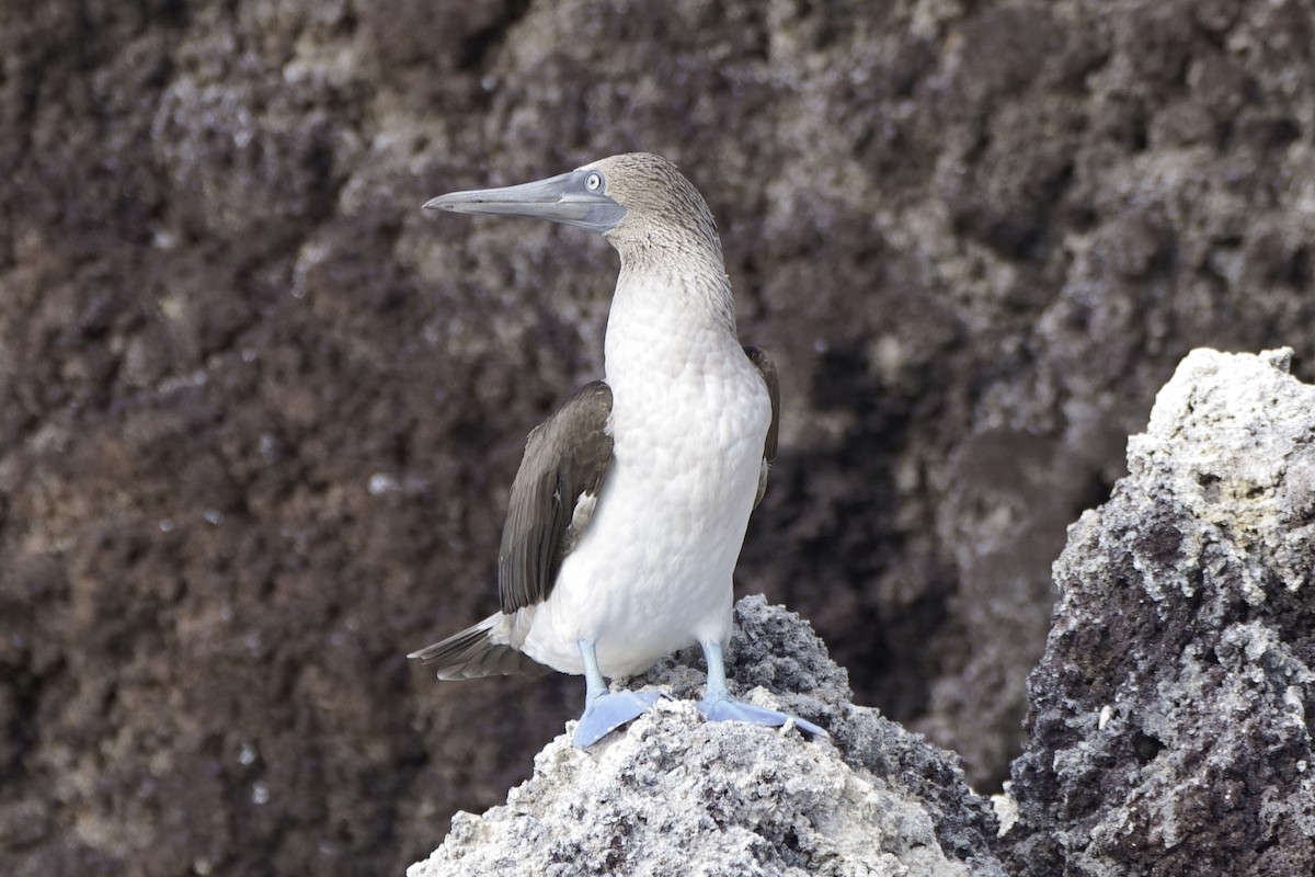 Blue-footed Booby - ML529558901