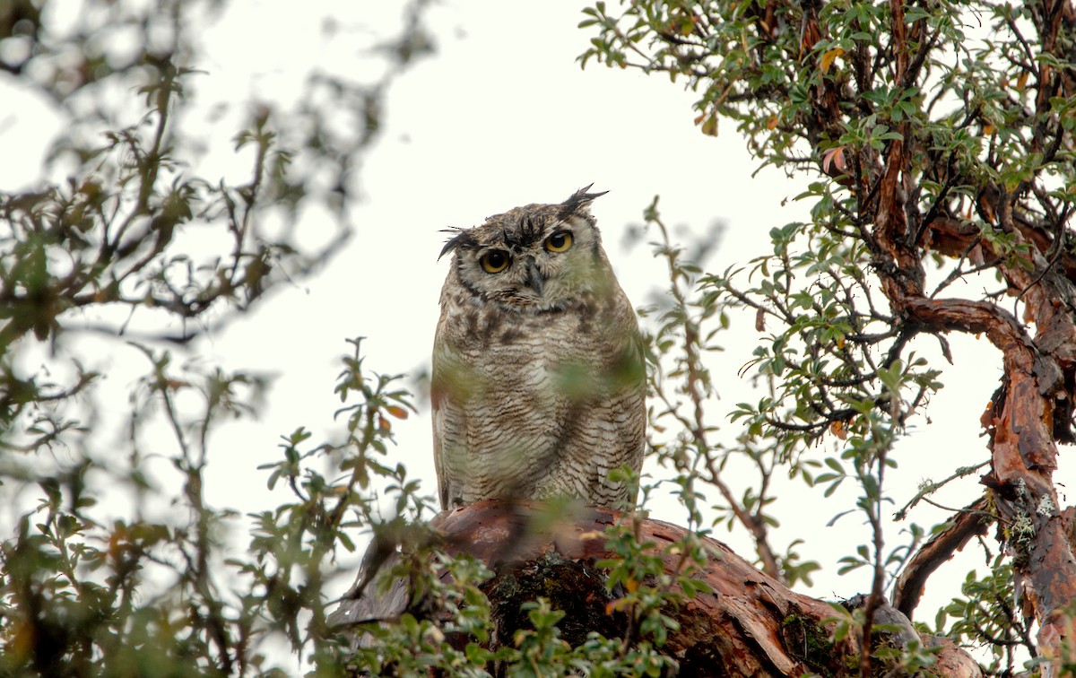 Lesser Horned Owl - ML529561621