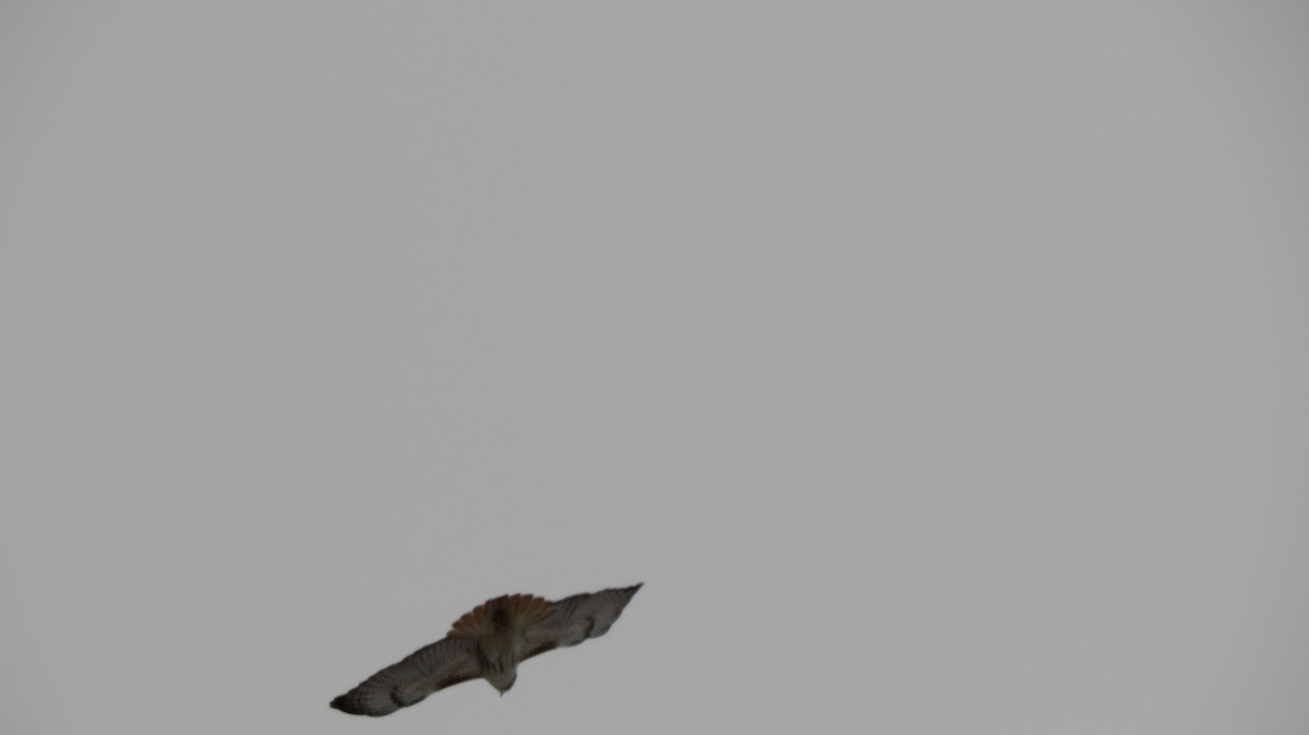 Red-tailed Hawk (borealis) - ML529564521