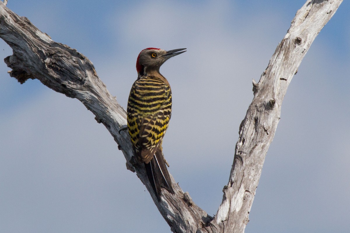Hispaniolan Woodpecker - ML52956731