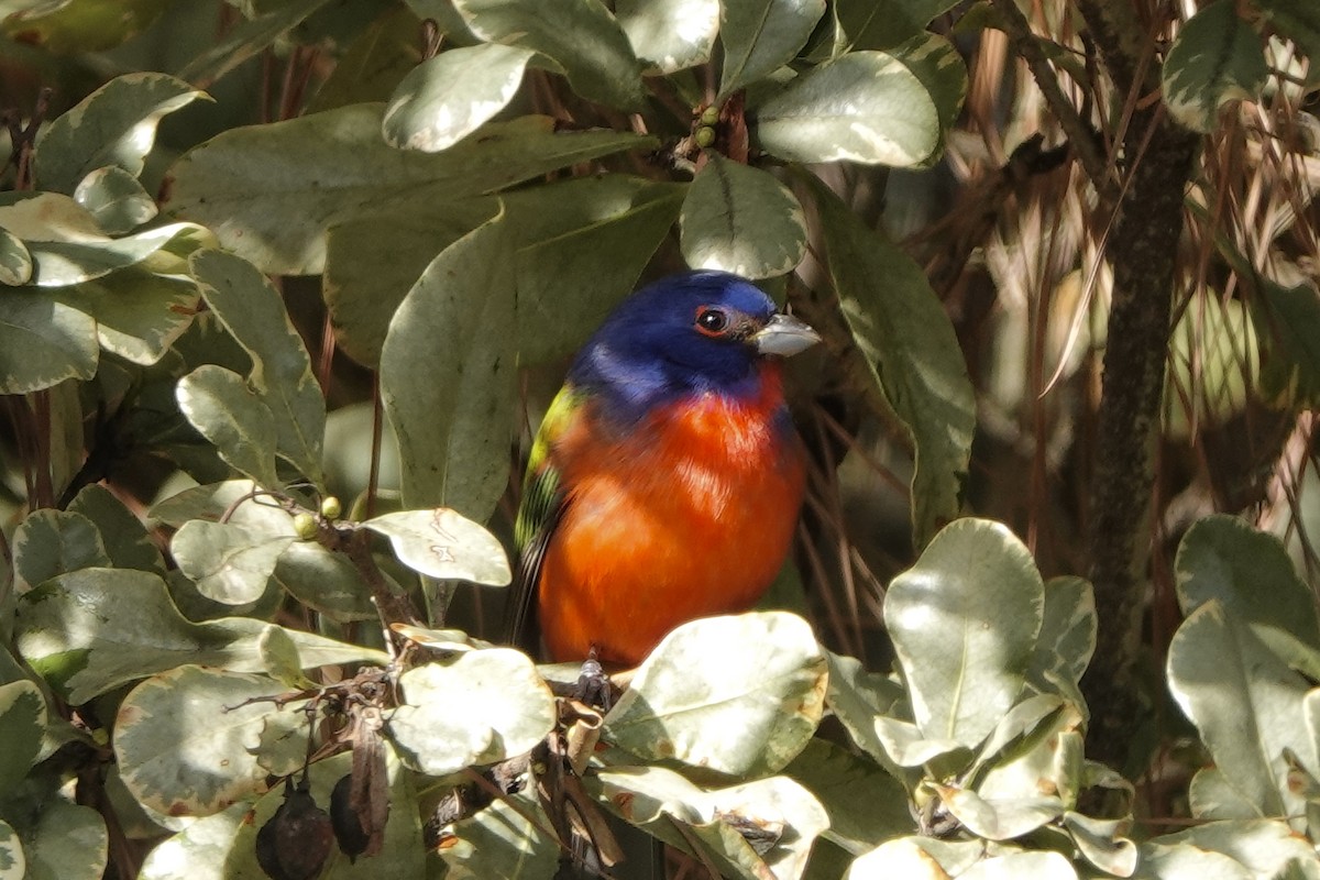 eBird Checklist 27 Jan 2023 Atlantic Park area (use for Painted