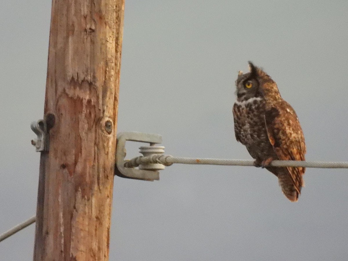 Great Horned Owl - ML529576161