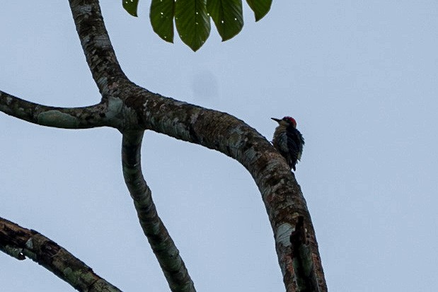 Black-cheeked Woodpecker - ML529580871