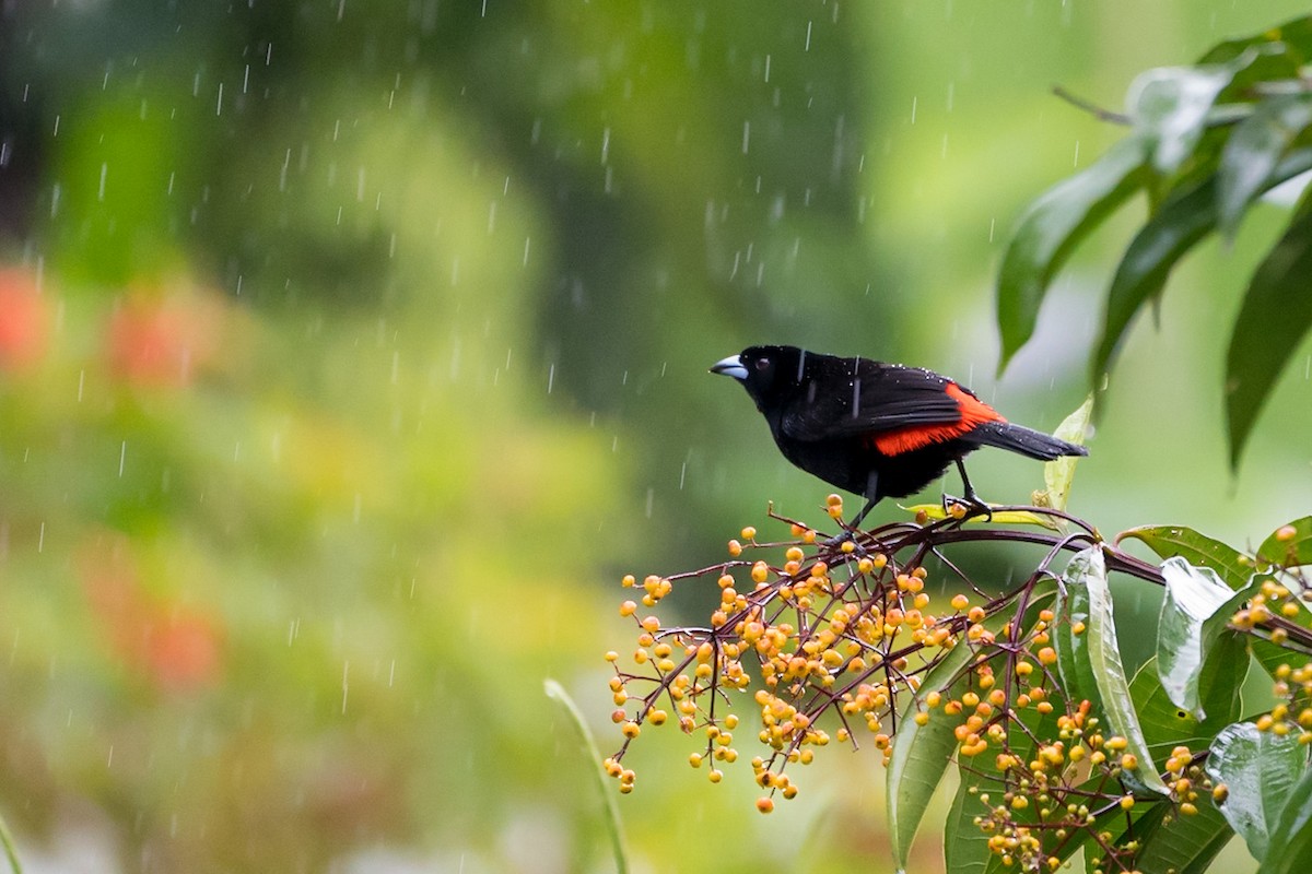 Scarlet-rumped Tanager - ML529583911