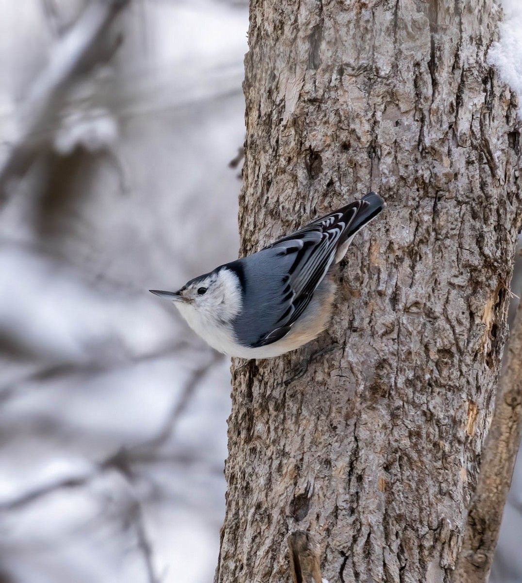 White-breasted Nuthatch - ML529584521