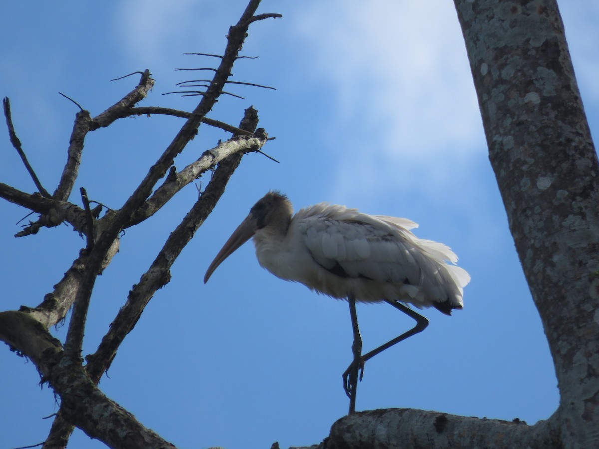 Wood Stork - OSIRYS AGUILAR