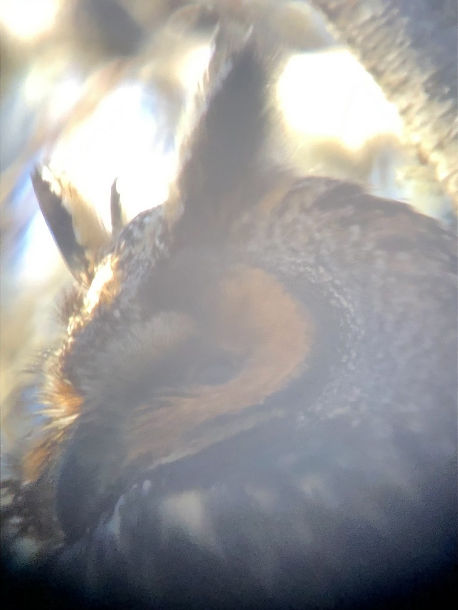 Long-eared Owl - ML529589291