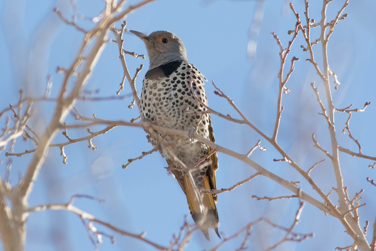 Northern Flicker (Yellow-shafted x Red-shafted) - ML529589701