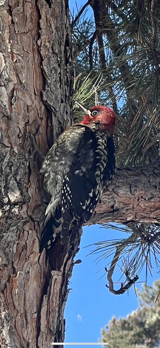 Red-breasted Sapsucker - ML529590411