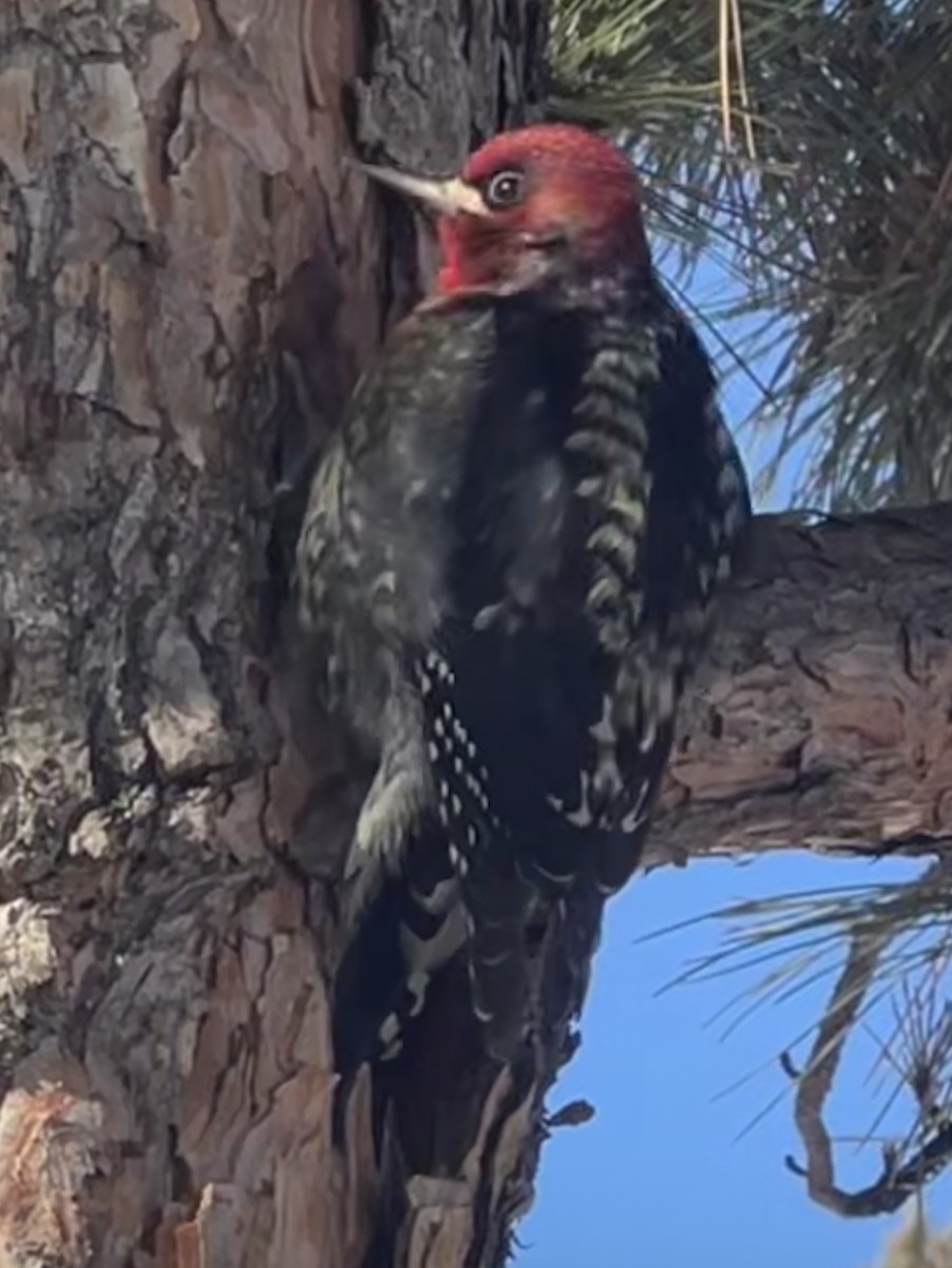 Red-breasted Sapsucker - ML529590421