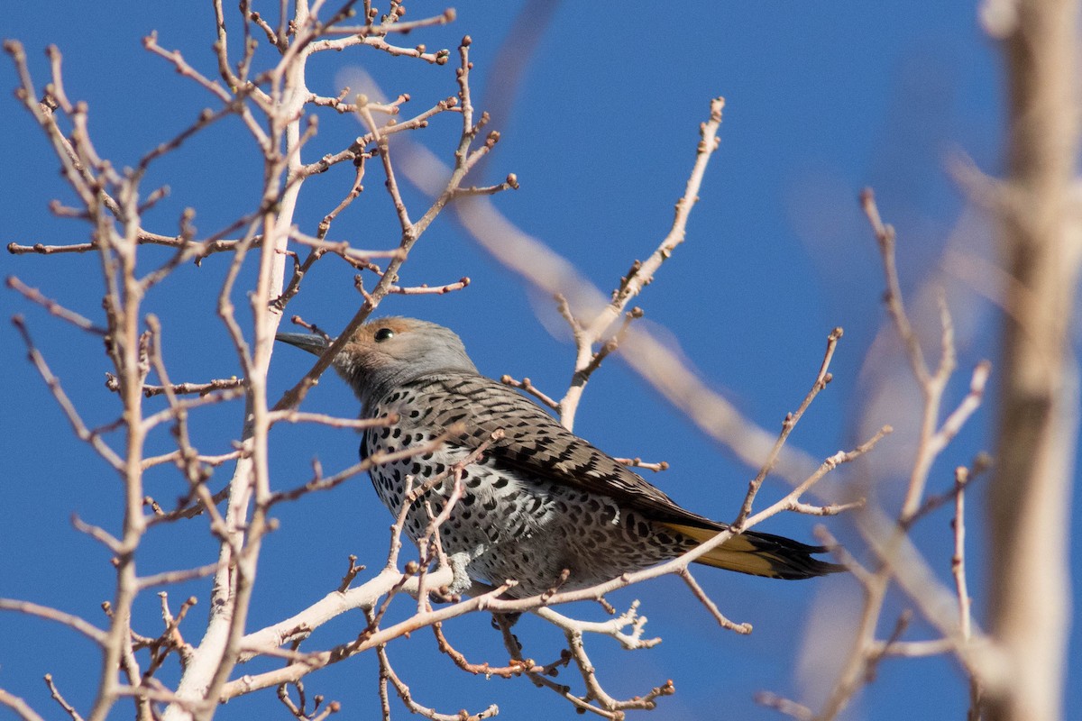 Northern Flicker (Yellow-shafted x Red-shafted) - ML529590431