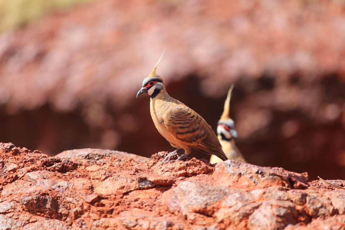 Spinifex Pigeon (Rufous-bellied) - ML529598711