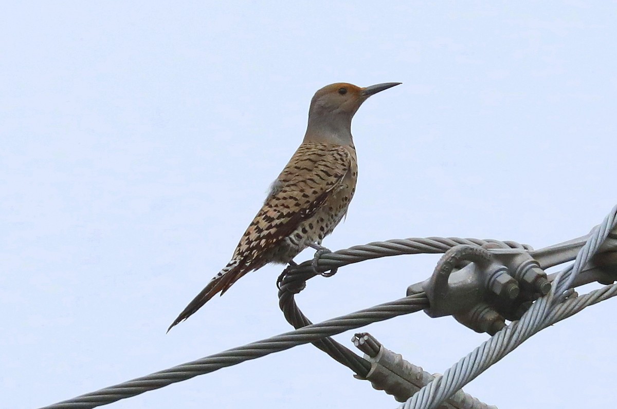 Northern Flicker (Red-shafted) - ML529598731