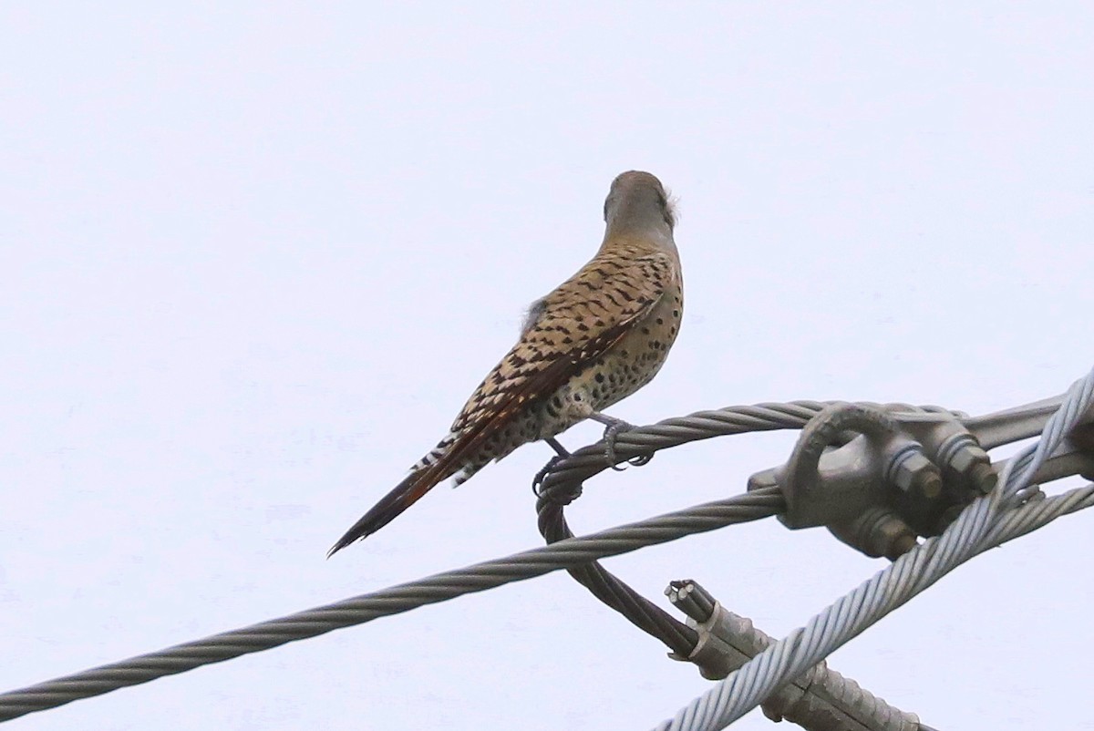 Northern Flicker (Red-shafted) - ML529598811
