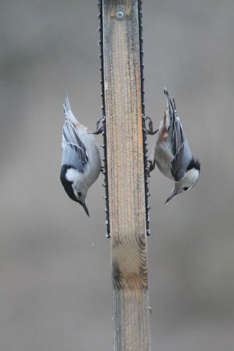 White-breasted Nuthatch - Cherith Janes