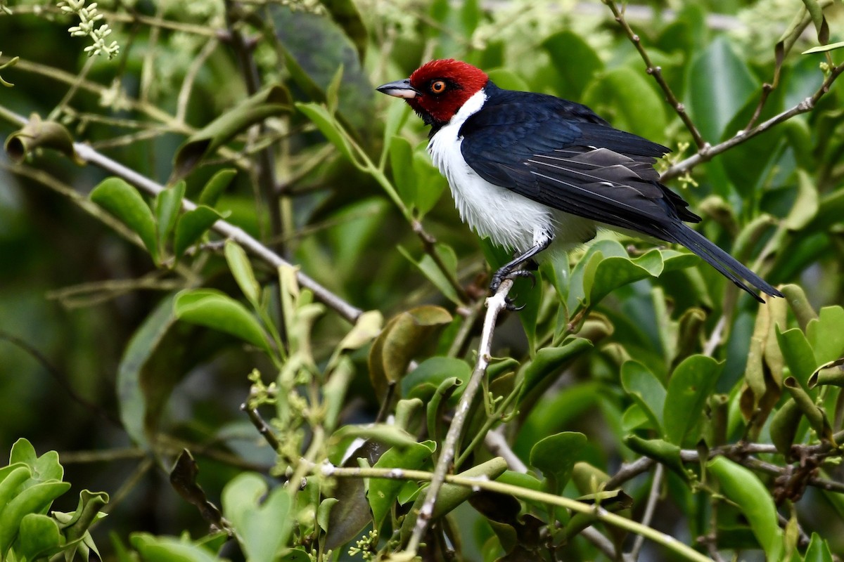 Red-capped Cardinal - ML529602711