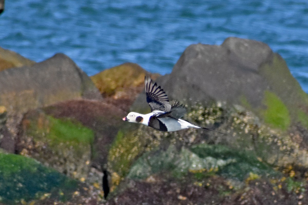 Long-tailed Duck - ML529603671