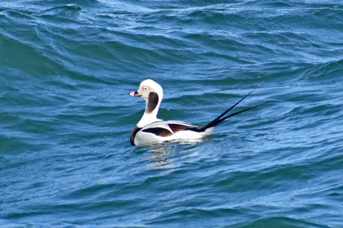Long-tailed Duck - ML529603691