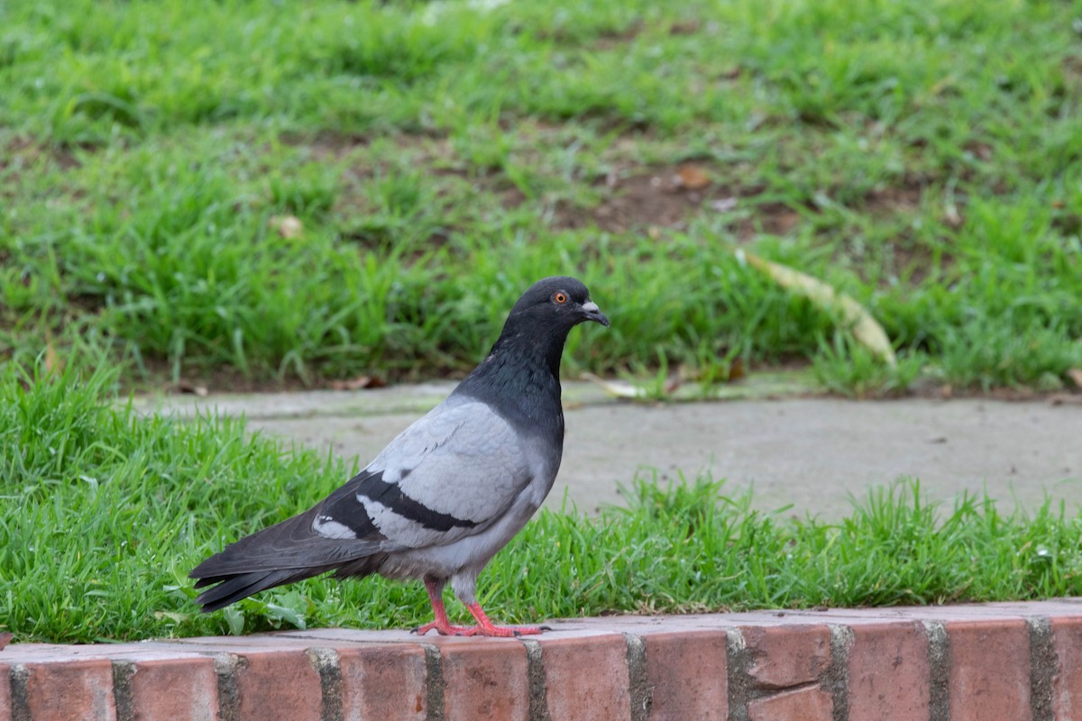 Rock Pigeon (Feral Pigeon) - ML529604711