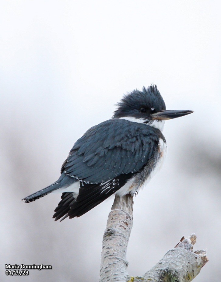 Belted Kingfisher - ML529605221