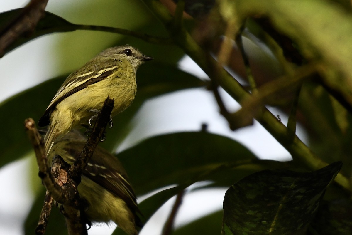 Yellow-crowned Tyrannulet - ML529606761