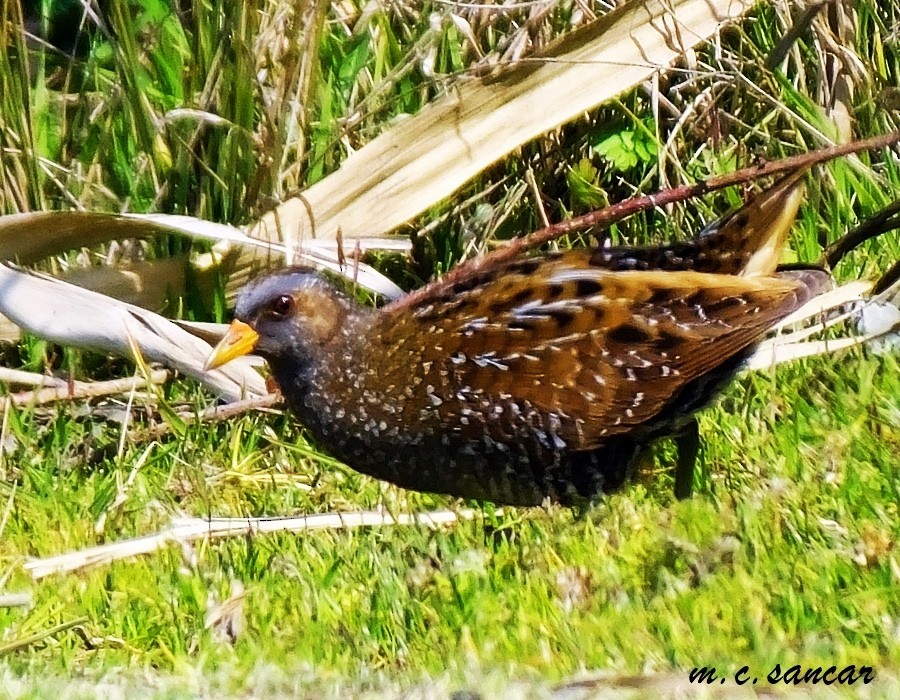 Spotted Crake - ML529607881
