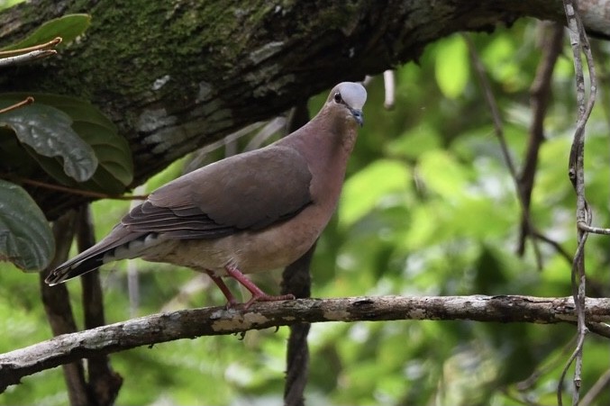 Gray-fronted Dove - ML529611011