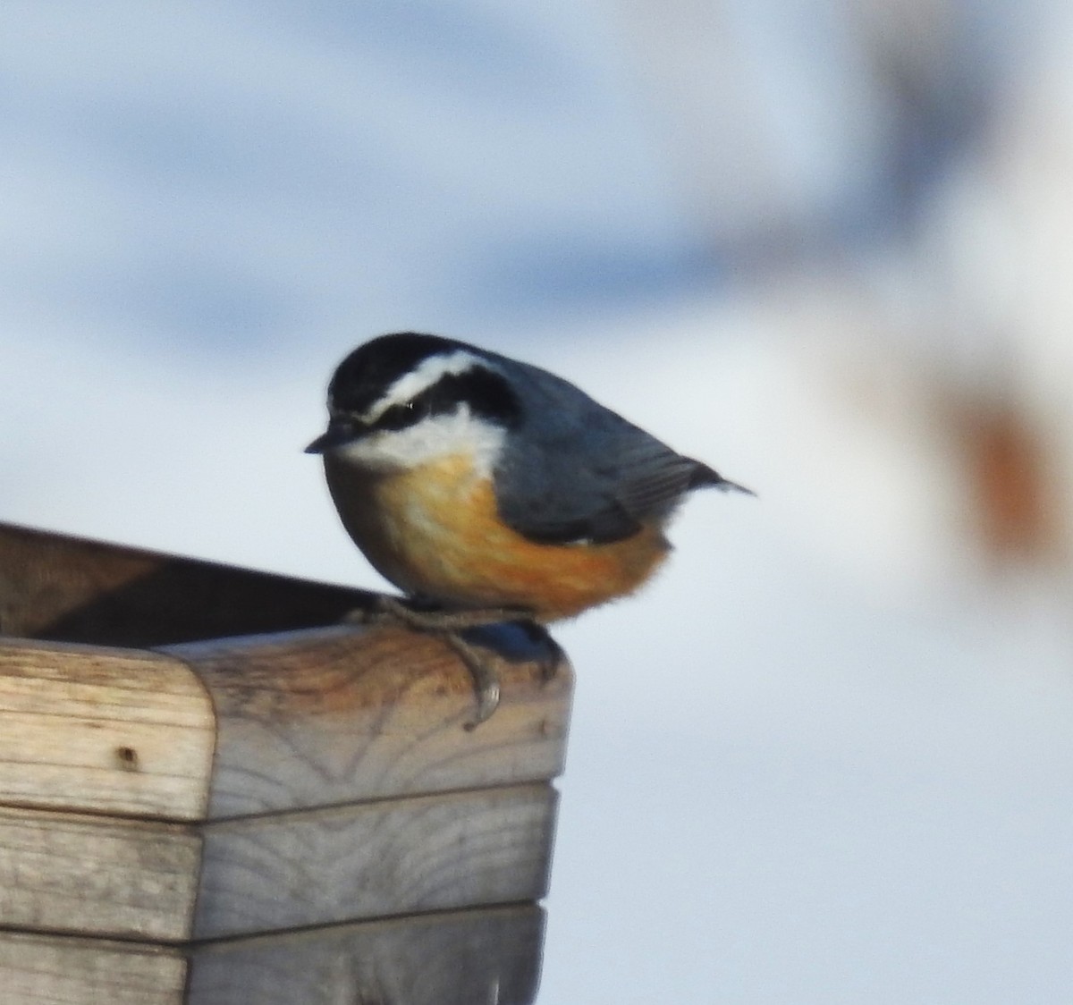 Red-breasted Nuthatch - ML529612581
