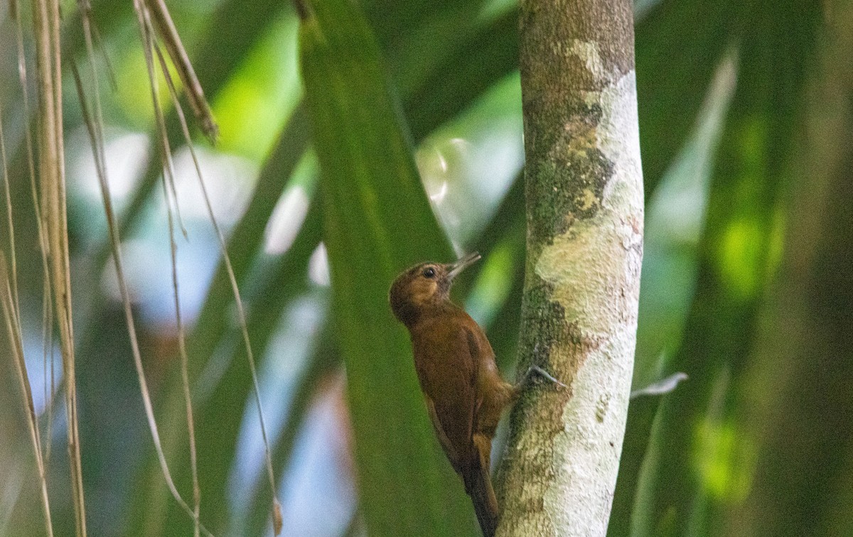 Smoky-brown Woodpecker - ML529612941