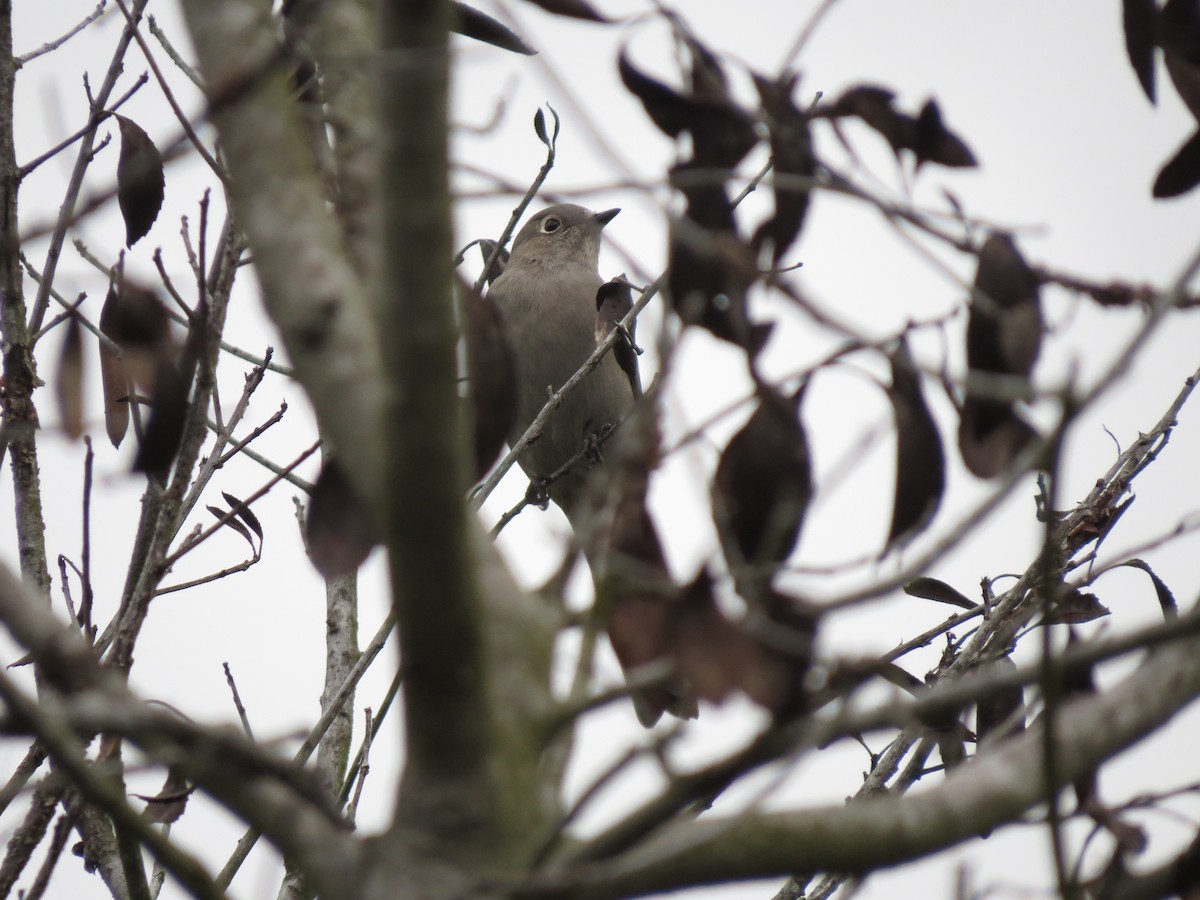 eBird Checklist 29 Jan 2023 Upper Newport BayBack Bay Dr. parking