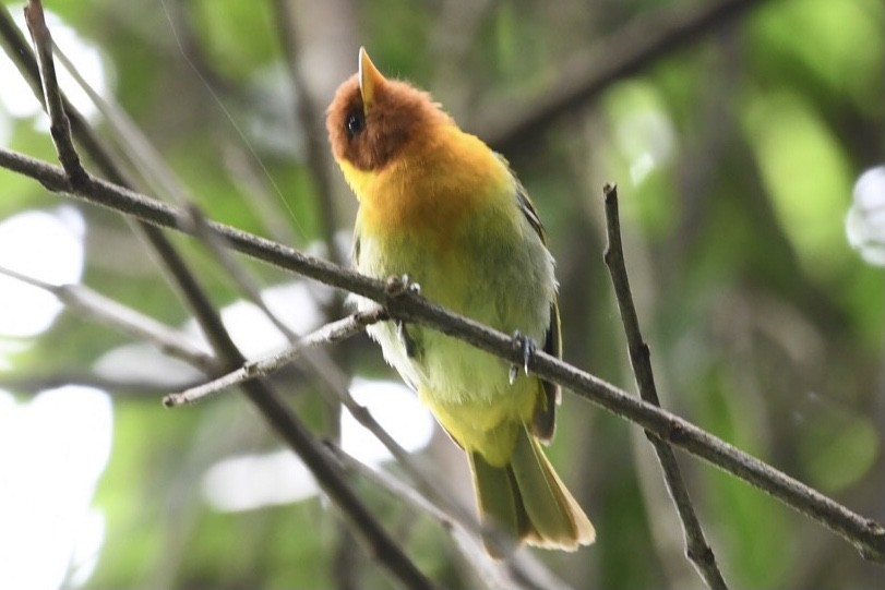 Rufous-headed Tanager - ML529613591
