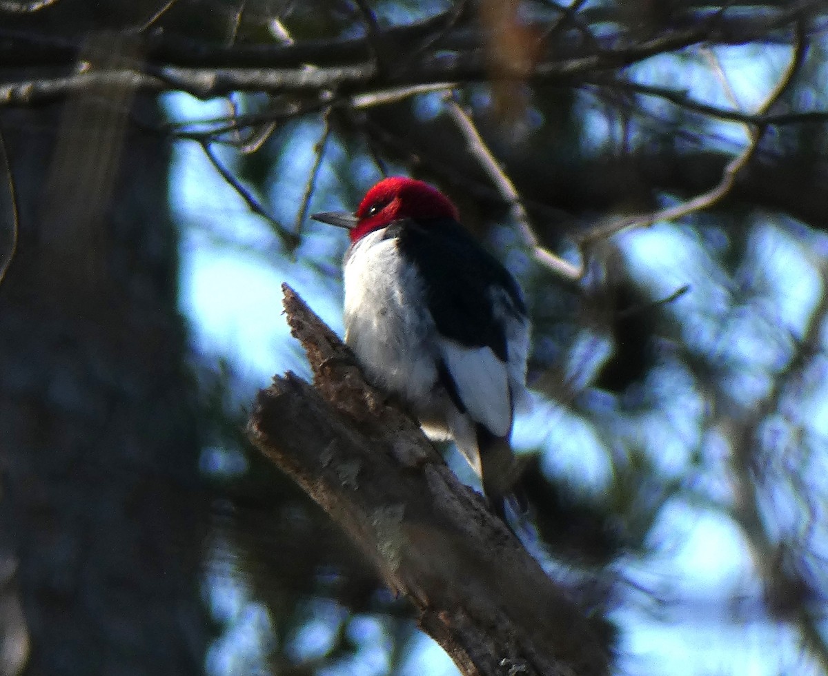 Red-headed Woodpecker - ML529614531