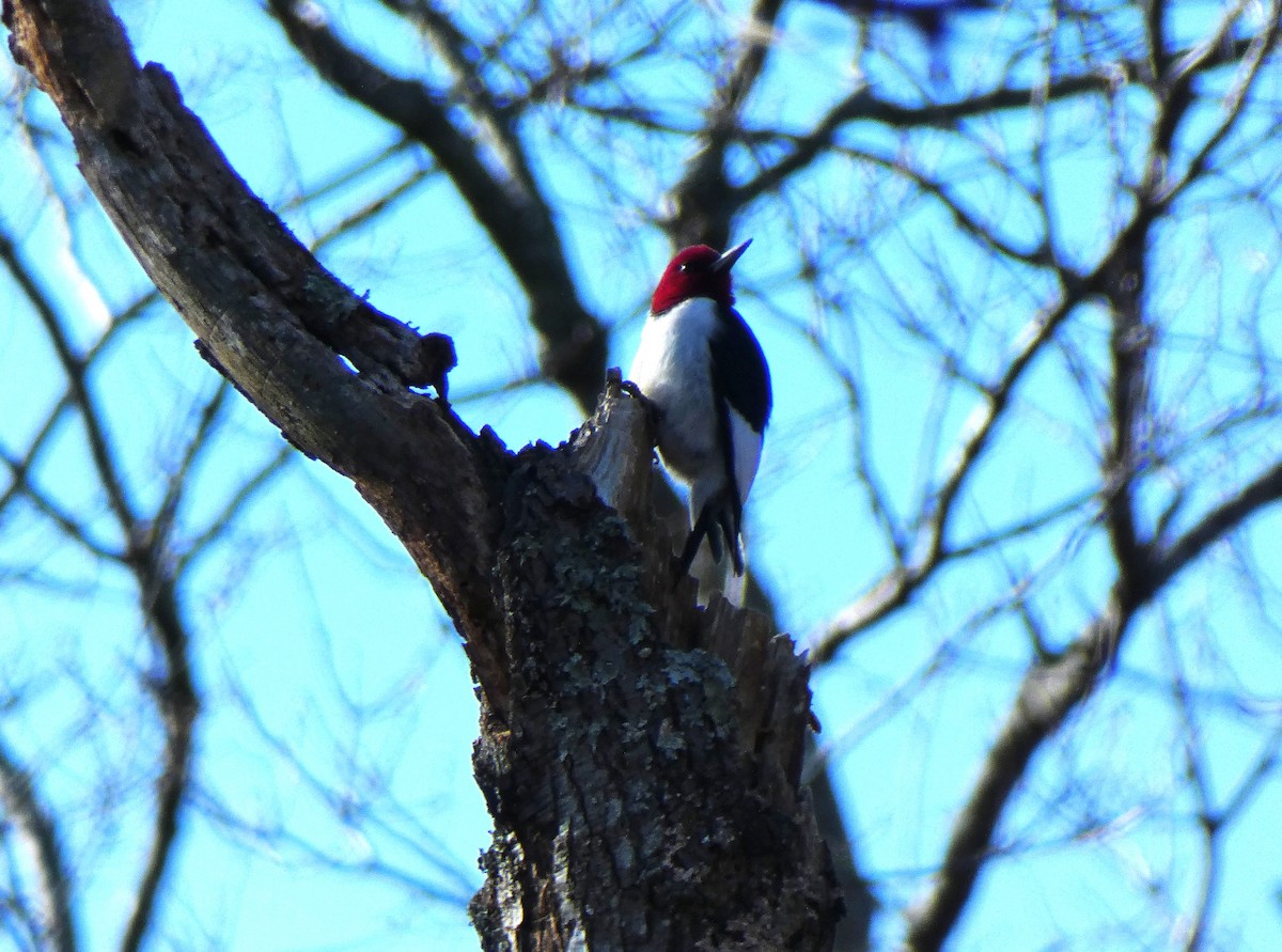 Red-headed Woodpecker - ML529614541